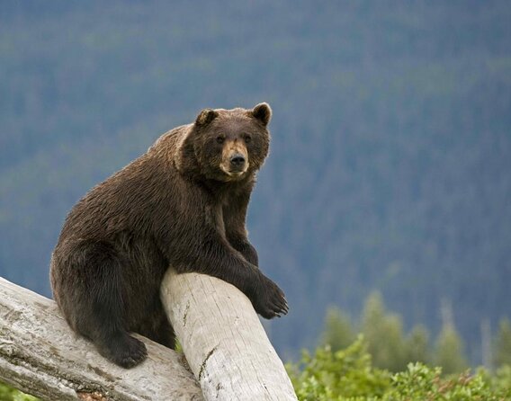Ultimate Anchorage Winter Wildlife & Sunset Tour - Key things that make this tour a standout Anchorage winter day