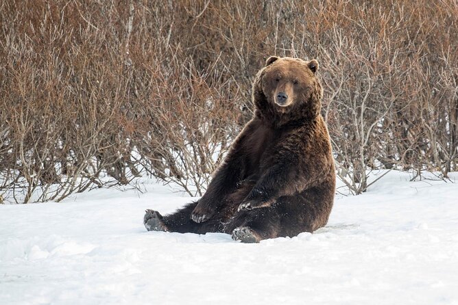 Ultimate Anchorage Winter Wildlife & Sunset Tour - What to wear (and how to plan your photos) for Anchorage winter darkness