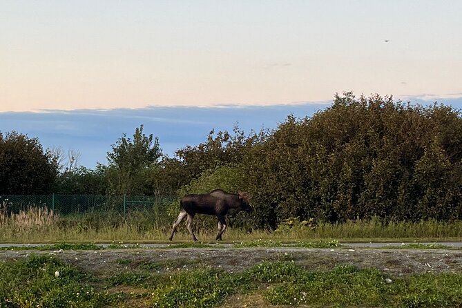 Ultimate Anchorage Winter Wildlife & Sunset Tour - Price and value: what $179 really covers