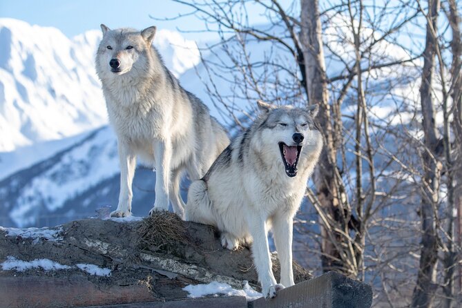 Ultimate Anchorage Winter Wildlife & Sunset Tour - Solo-friendly small-group day with a guide like Brittney