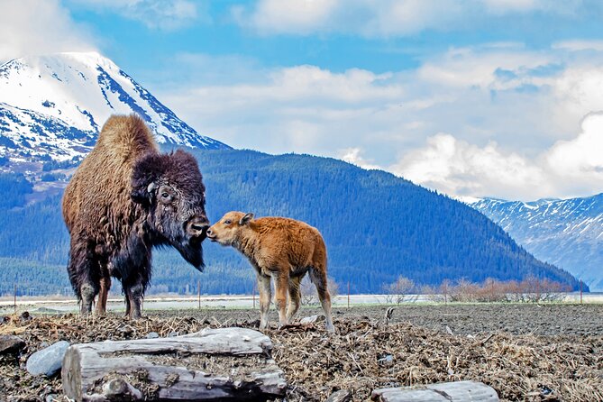 Valley of Glaciers Experience with Portage Glacier Cruise and Wildlife Tour - Hotel pickup plus the Jeremy effect on the road