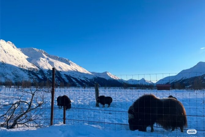 Whittier Cruise Shuttle Tour with Multiple Stops - Stop 2: Alaska Wildlife Conservation Center and the 200-Acre Loop