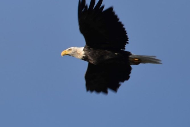 Whittier to Anchorage Cruise Transfer and Private Tour - Potter Marsh Bird Sanctuary: a calm break that’s actually built for spotting
