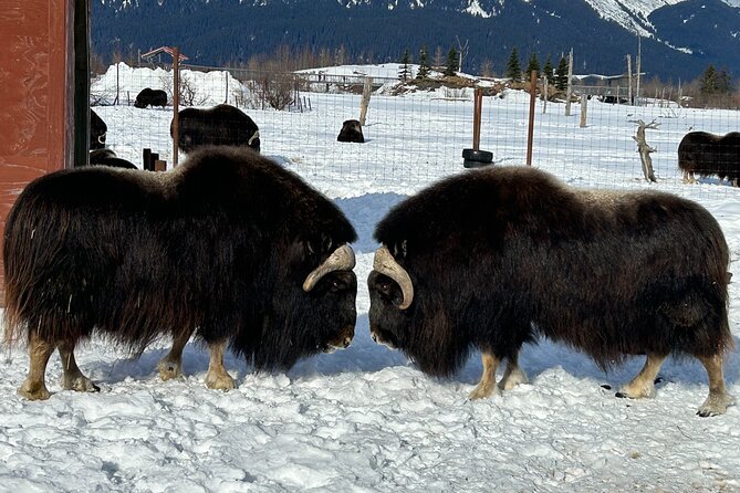 Whittier to Anchorage Half Day Transit Tour From the Port - Alaska Wildlife Conservation Center: The Best Use of Your Two Hours