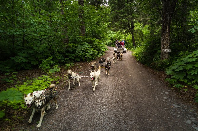Wilderness Dog Sled Ride and Tour in Seward - Price and What You Actually Get for $121.76