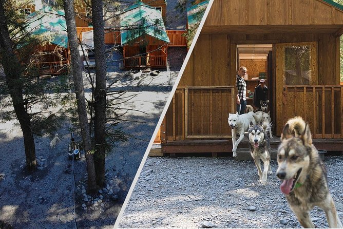 Wilderness Dog Sled Ride and Tour in Seward - Puppy Barn Time: Where the Experience Gets Soft (and Hands-On)