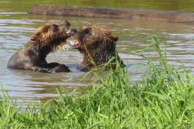 Wildlife and Glaciers with a walk in the Rainforest - Turnagain Arm’s wildlife game starts fast