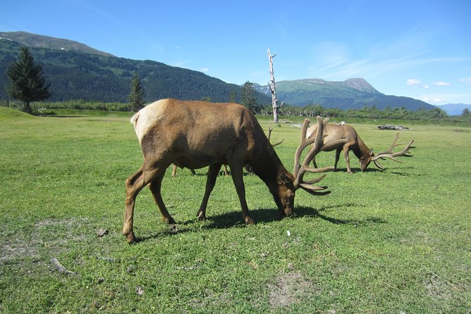 Wildlife and Glaciers with a walk in the Rainforest - Guides: where the small group pays off