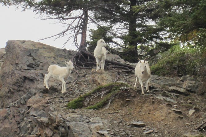 Wildlife and Glaciers with a walk in the Rainforest - Value check: is $149 a good deal?