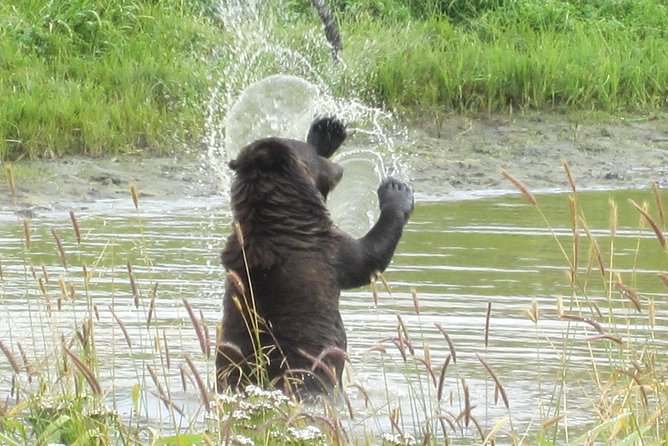 Wildlife and Glaciers with a walk in the Rainforest - Practical tips to make your day smoother