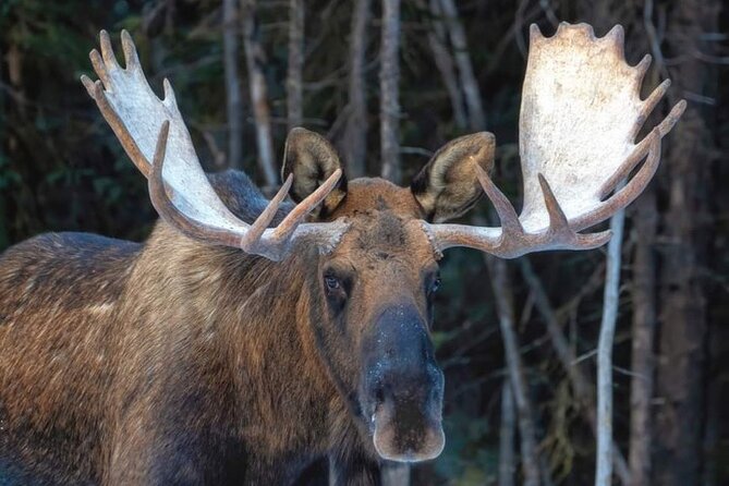 Wildlife Conservation Center & Portage Valley Glaciers - Why This Anchorage Half-Day Works So Well