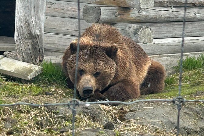 Wildlife Conservation Center & Portage Valley Glaciers - Wildlife Conservation Center: 200 Acres of Real Alaska Wildlife
