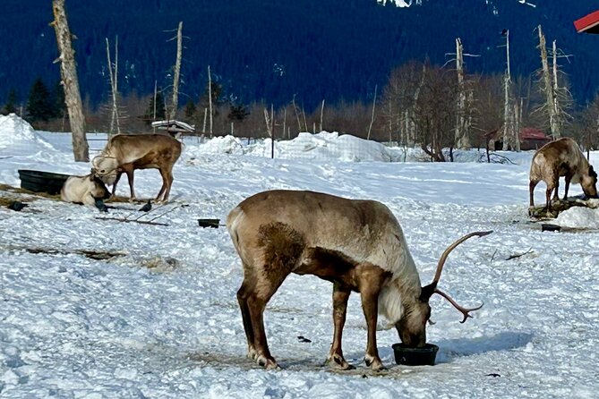 Wildlife Conservation Center & Portage Valley Glaciers - How Much Is $119 Really Worth?