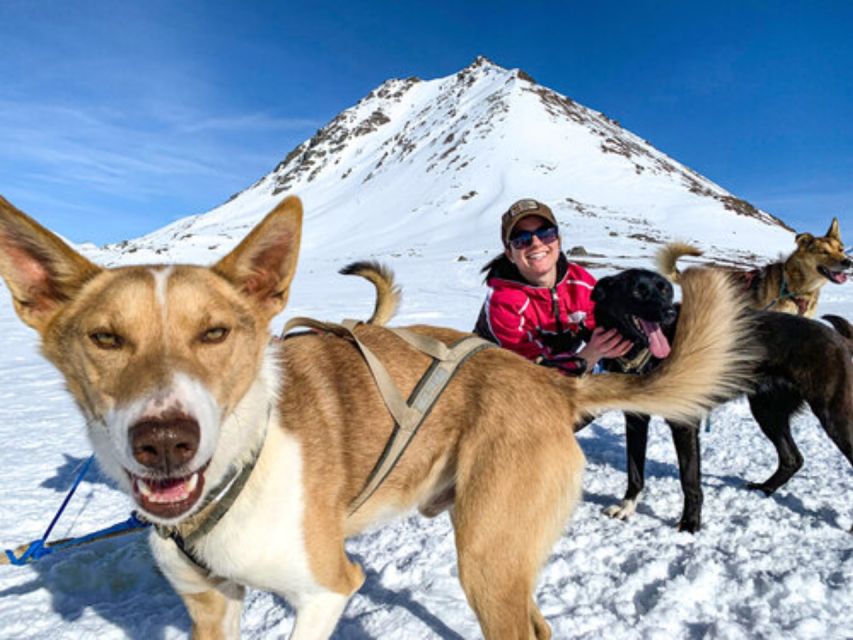 Willow: Traditional Alaskan Dog Sledding Ride - Where Willow, Hatcher Pass, and Denali meet your sled tracks