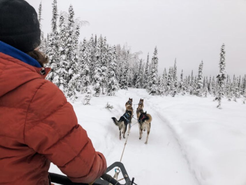 Willow: Traditional Alaskan Dog Sledding Ride - Meet the Iditarod dogs and learn what a real team means