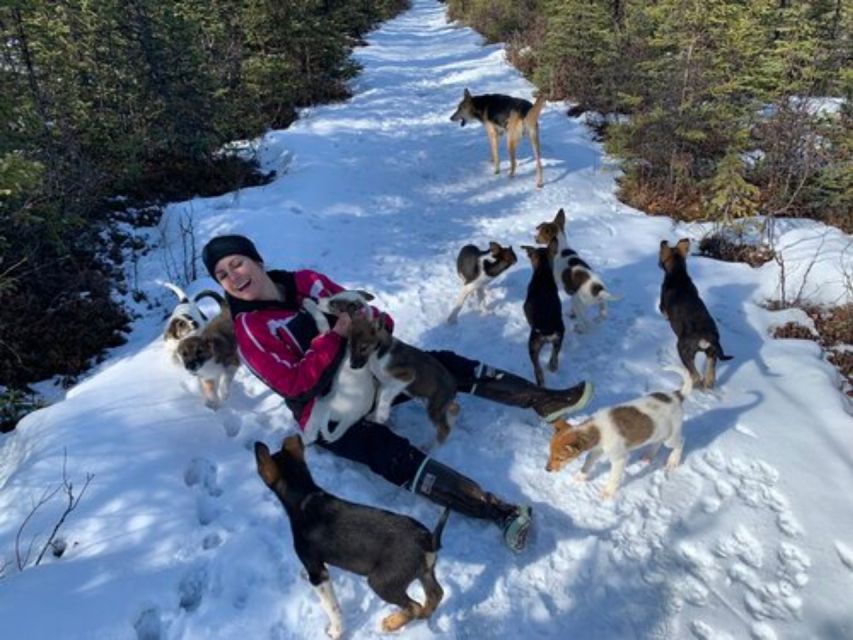 Willow: Traditional Alaskan Dog Sledding Ride - Who should book this Willow dog sled ride