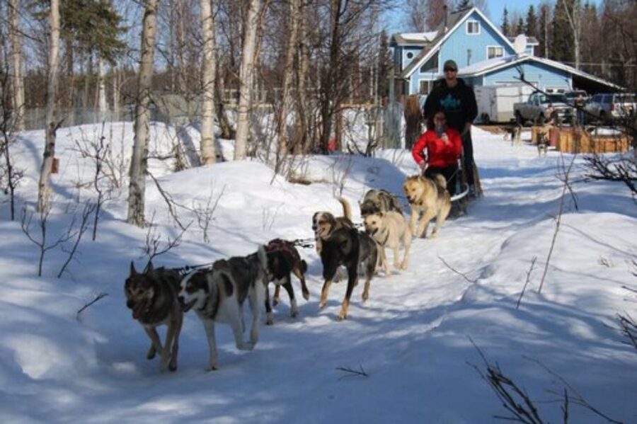 Willow: Traditional Alaskan Dog Sledding Ride - Booking tips that keep the day smooth