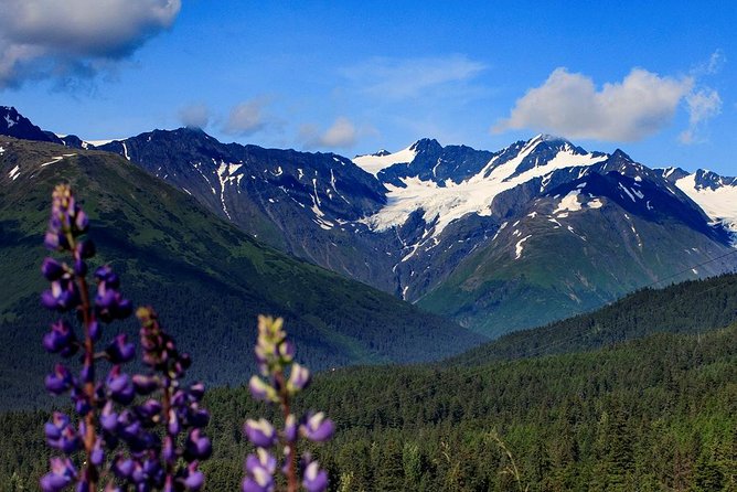 Winter - Alaska Wildlife Center with Alyeska Tram - Who this Alyeska Tram + wildlife center outing suits best