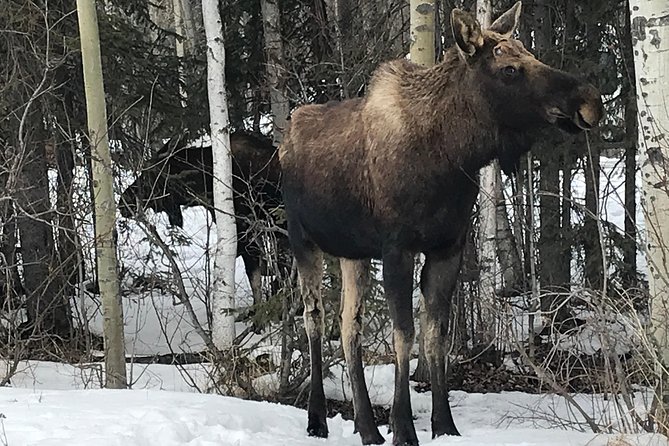 Winter - Anchorage All Around City Tour - Key things that make this tour work