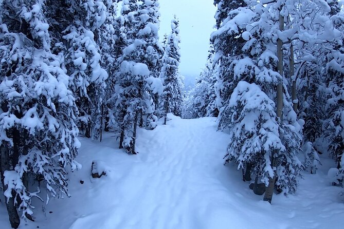 Winter Valley and Forest Hike - Barbara Falls: The Ice Dams That Make the Photos Easy