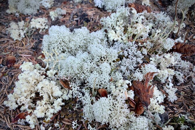 Winter Valley and Forest Hike - Logistics That Actually Affect Your Day