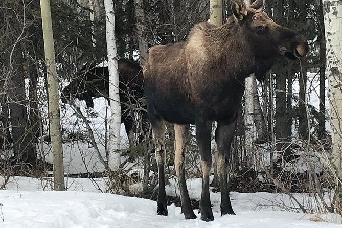 Winter - Wildlife & Turnagain Arm Tour - Key things to know before you go