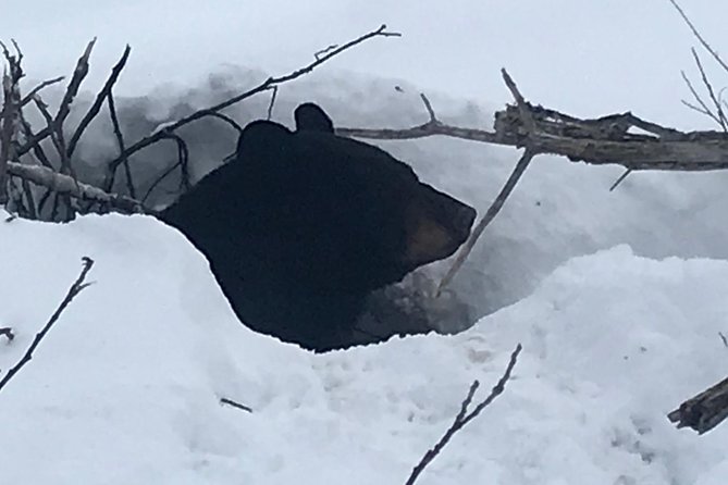 Winter - Wildlife & Turnagain Arm Tour - Seward Highway and Turnagain Arm: Where the Views Do the Work